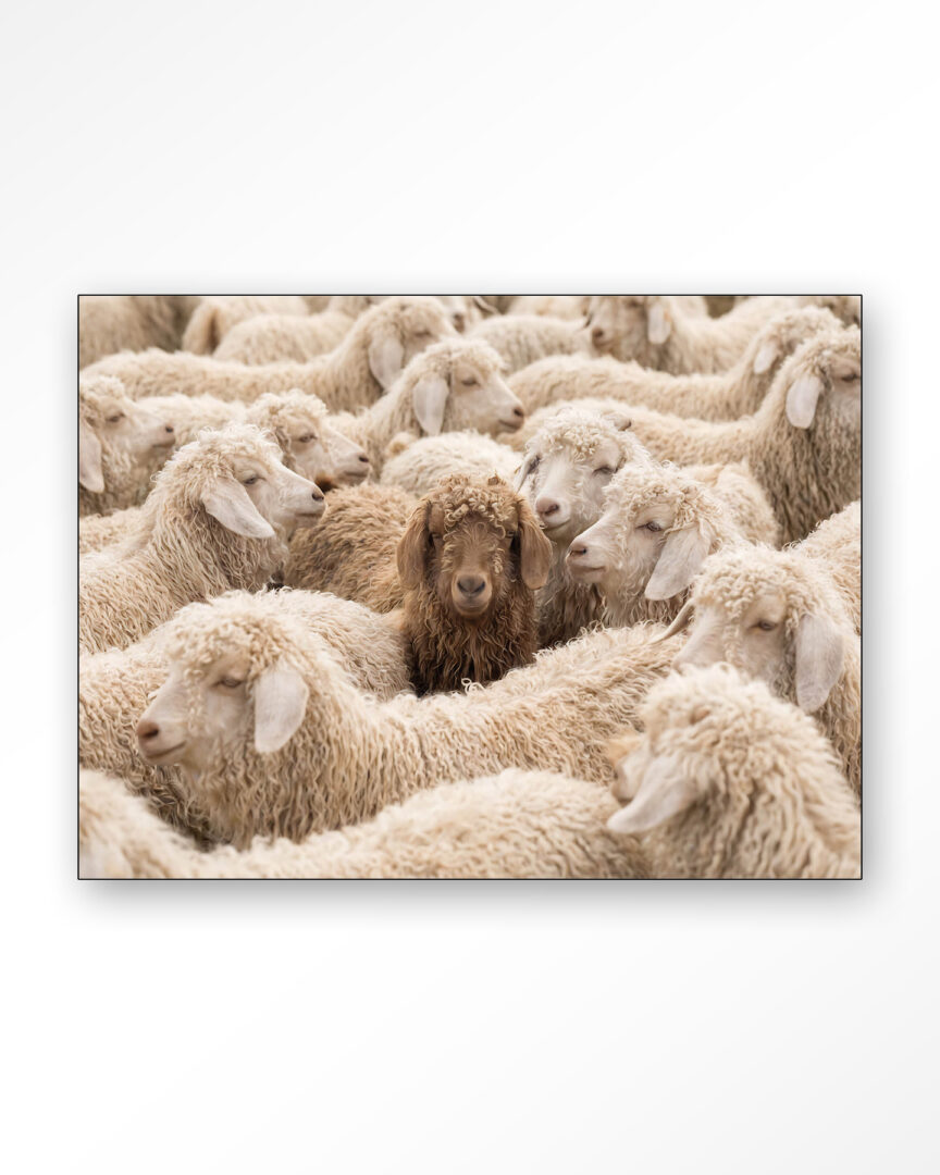 25380 The Herd Wandkleed frame