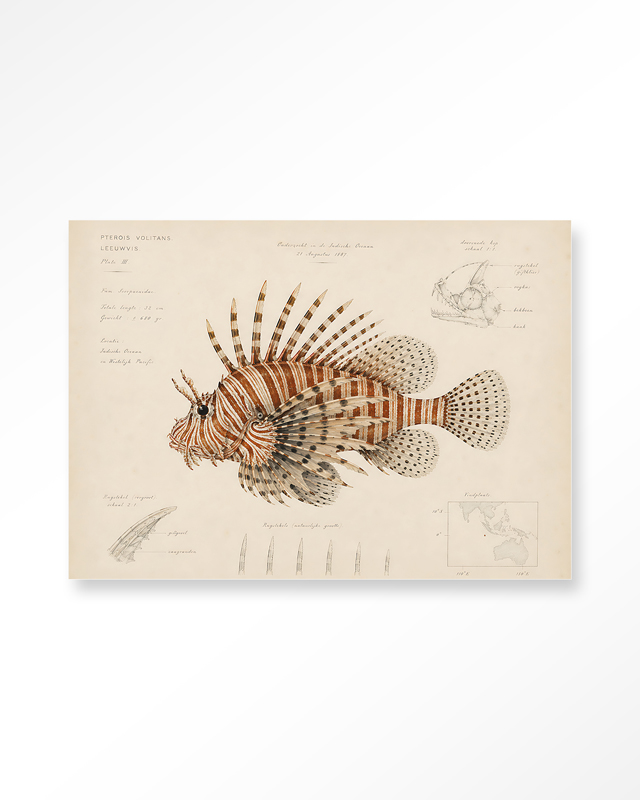 25477_Lion Fish